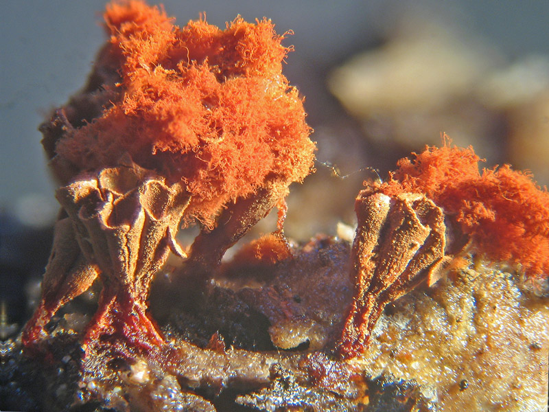 Metatrichia vesparium